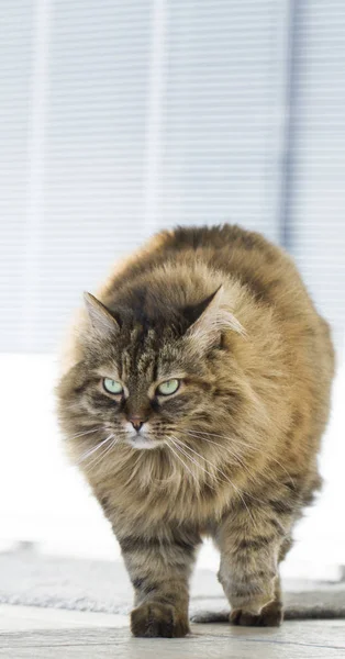 Gatinho de cavala marrom peludo no jardim, raça siberiana de gato — Fotografia de Stock