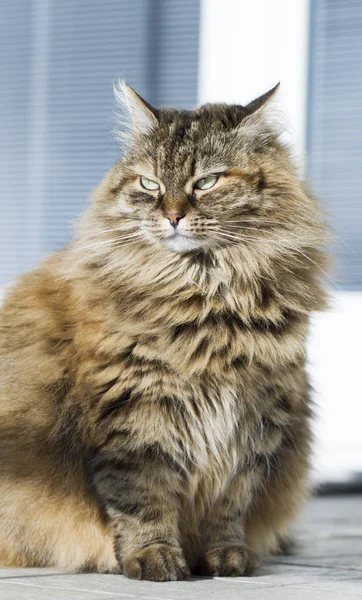 Peludo marrón caballa gatito en el jardín, siberiano crianza de gato — Foto de Stock