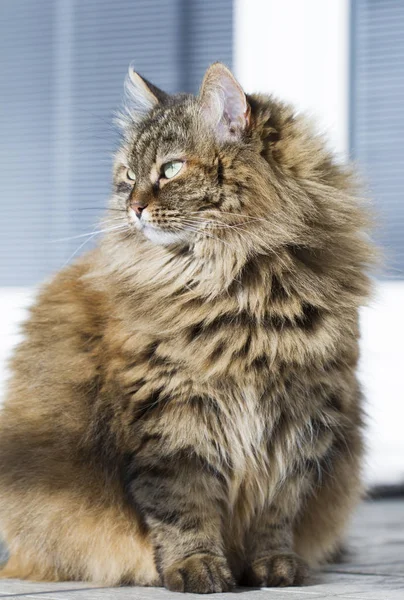 Gatinho de cavala marrom peludo no jardim, raça siberiana de gato — Fotografia de Stock