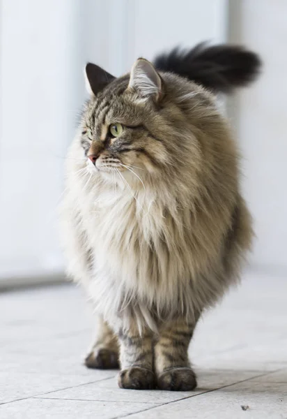 Gato marrom de raça siberiana, andando ao ar livre — Fotografia de Stock