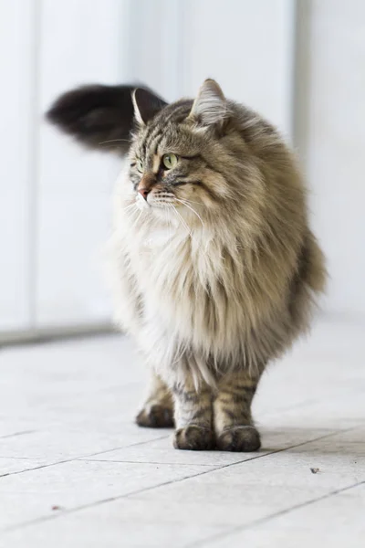 Brown cat of siberian breed, walking outdoor — Stock Photo, Image