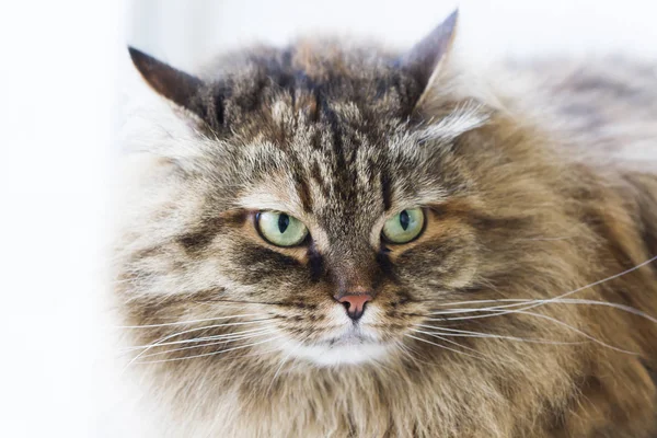 Güzellik kahverengi uskumru yavru kedi açık havada, siberian kedi