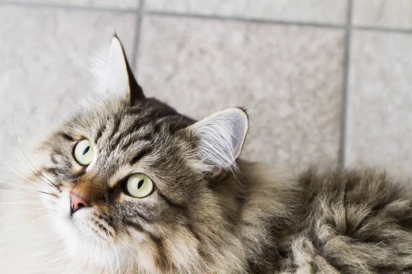 Sibirya doğurmak kahverengi tekir kedi — Stok fotoğraf