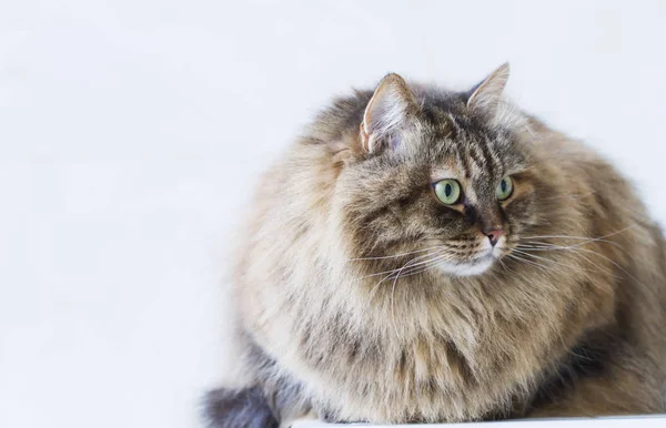 Beauté brun maquereau chaton de plein air, chat sibérien — Photo