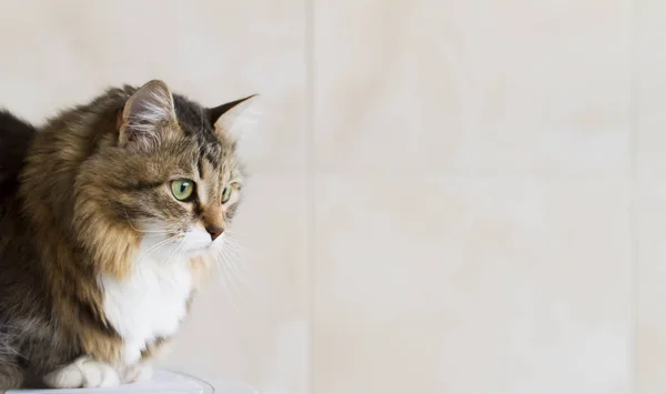 Dulce gatito marrón blanco, siberiano crianza de gato —  Fotos de Stock