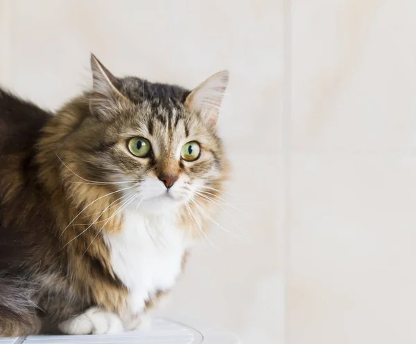 Gatinho doce marrom branco, raça siberiana de gato — Fotografia de Stock