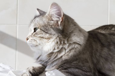 Güzel Gümüş yavru kedi açık, siberian kedi kadın