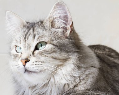 Güzel Gümüş yavru kedi açık, siberian kedi kadın