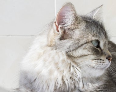 Güzel Gümüş yavru kedi açık, siberian kedi kadın