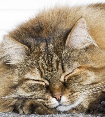 Bahçedeki kürklü kadın siberian kedi