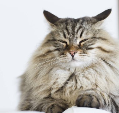 Sibirya doğurmak evde güzel kahverengi kedi