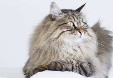 kahverengi tekir kedi kanepede yatan Sibirya doğurmak