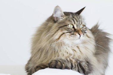 kahverengi tekir kedi kanepede yatan Sibirya doğurmak