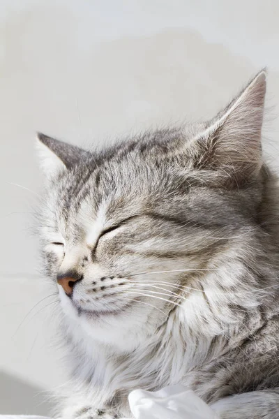Krásné stříbrné kotě venkovní, Sibiřská kočka žena — Stock fotografie