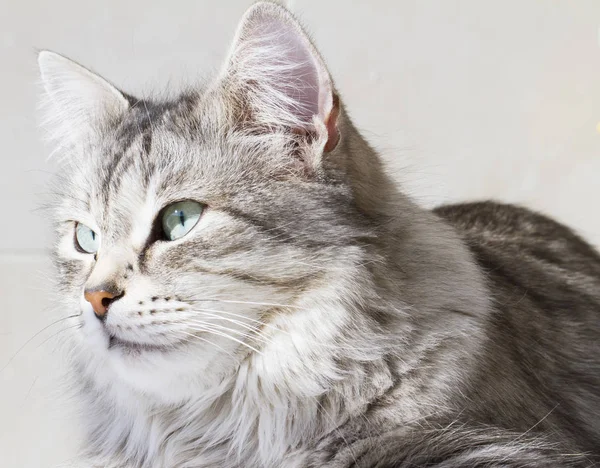 Hermoso plata gatito al aire libre, siberiano gato hembra — Foto de Stock
