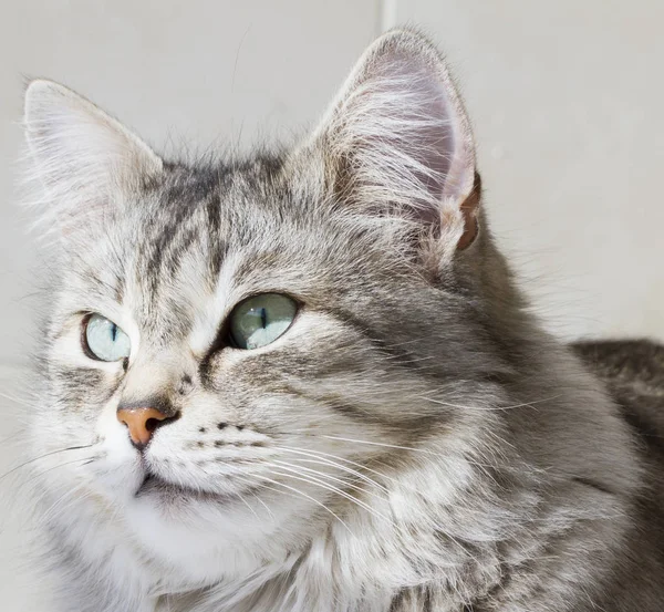 Bela gatinho de prata ao ar livre, siberiano gato fêmea — Fotografia de Stock