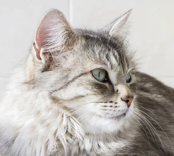 Bela gatinho de prata ao ar livre, siberiano gato fêmea — Fotografia de Stock