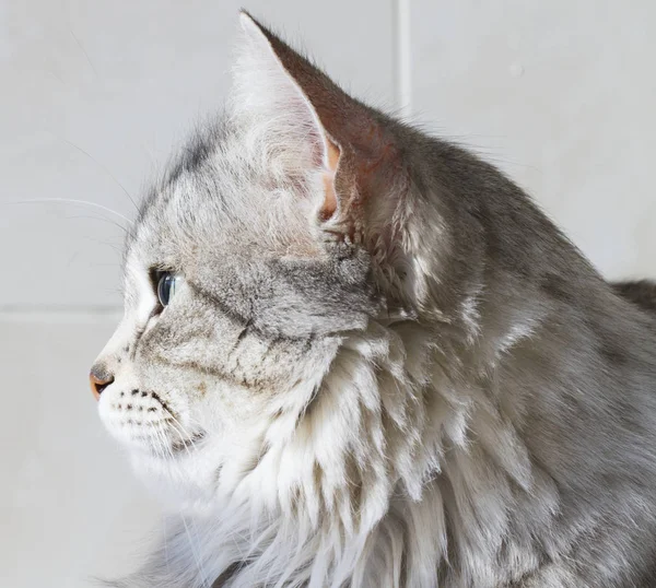 Bela gatinho de prata ao ar livre, siberiano gato fêmea — Fotografia de Stock