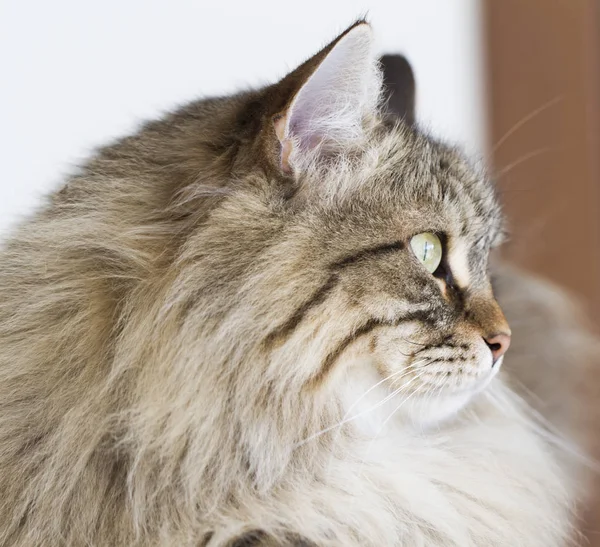 Bruin Cyperse kat van Siberische ras liggend op de Bank — Stockfoto