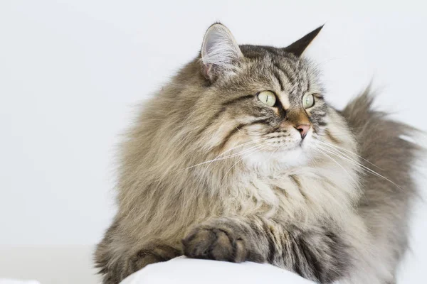 Brązowy pręgowany kot rasy syberyjskiej, leżąc na kanapie — Zdjęcie stockowe