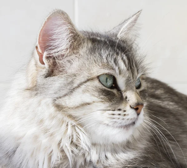 Beautiful silver kitten outdoor, siberian cat female Royalty Free Stock Images