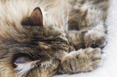 bir yastık, kahverengi Sibirya doğurmak uyuyan kedi