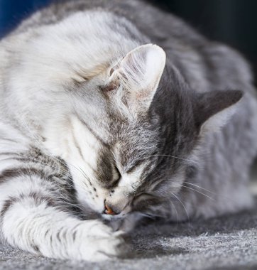kedi yalama, gümüş Sibirya doğurmak