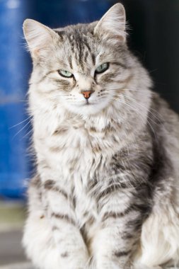 Güzellik siberian kedi, gümüş sürüm Yetişkin