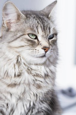 Güzellik siberian kedi, gümüş sürüm Yetişkin