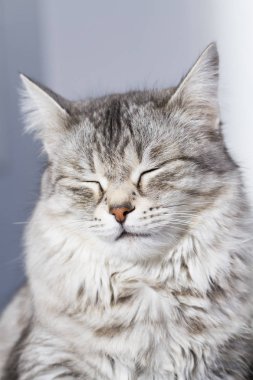 Güzellik siberian kedi, gümüş sürüm Yetişkin