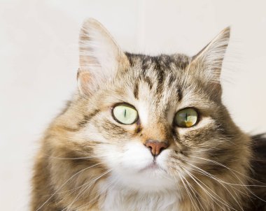 Güzellik siberian kedi, kahverengi beyaz versiyonu Yetişkin