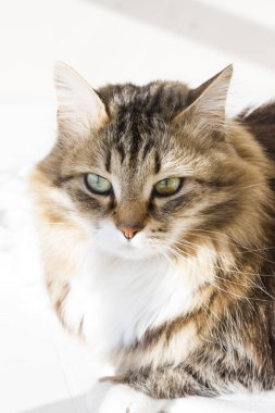 Güzellik siberian kedi, kahverengi beyaz versiyonu Yetişkin