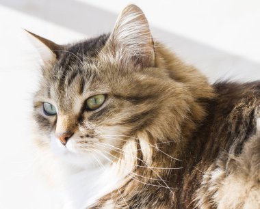 Güzellik siberian kedi, kahverengi beyaz versiyonu Yetişkin