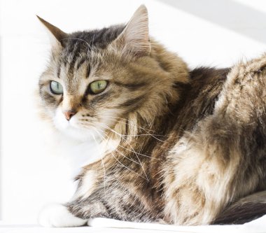 Güzellik siberian kedi, kahverengi beyaz versiyonu Yetişkin