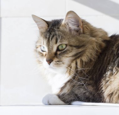 Güzellik siberian kedi, kahverengi beyaz versiyonu Yetişkin