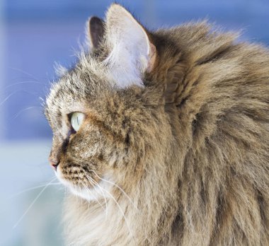 Güzellik siberian kedi, kahverengi uskumru sürüm Yetişkin