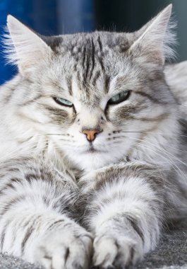 Güzellik siberian kedi, gümüş sürüm Yetişkin
