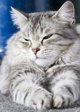 Güzellik siberian kedi, gümüş sürüm Yetişkin