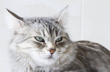 Güzellik siberian kedi, gümüş sürüm Yetişkin