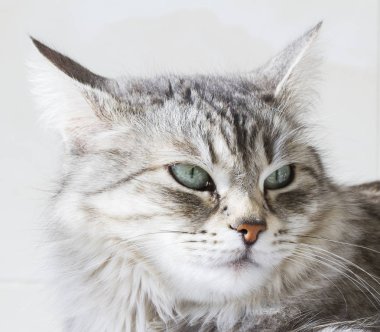 Güzellik siberian kedi, gümüş sürüm Yetişkin