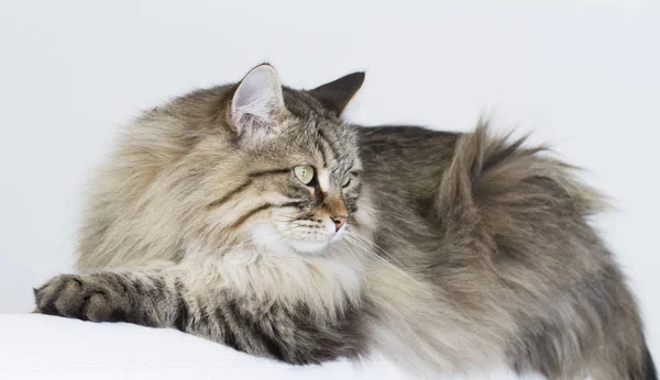 Hnědá mourovatá kočka plemene sibiřský ležel na pohovce — Stock fotografie