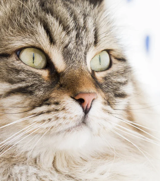 Brązowy pręgowany kot rasy syberyjskiej w ogrodzie — Zdjęcie stockowe