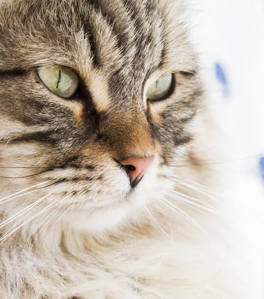 Chat tabby brun de race sibérienne dans le jardin — Photo