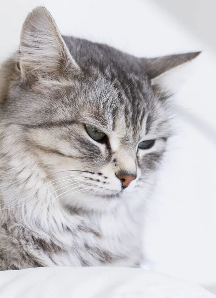 Серебряная кошка сибирской породы, отдыхающая на диване — стоковое фото