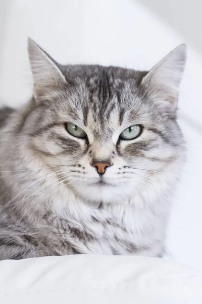 Silver cat of siberian breed, relaxing on the sofa — Stock Photo, Image