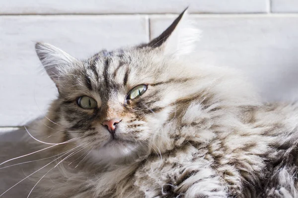 Hnědá mourovatá kočka ležící na podlaze, sibiřské plemeno — Stock fotografie