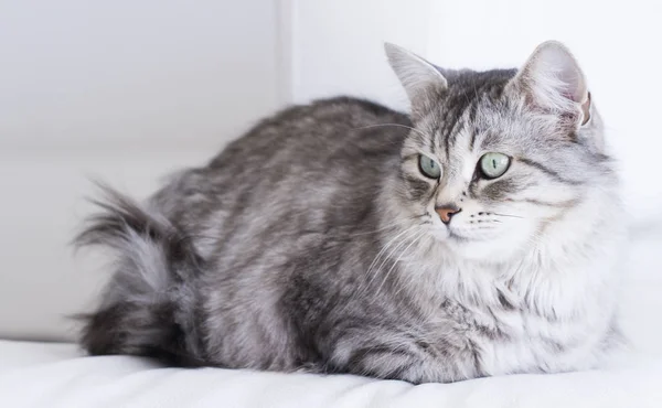 Srebrny kot rasy syberyjskiej, relaksujący na kanapie — Zdjęcie stockowe