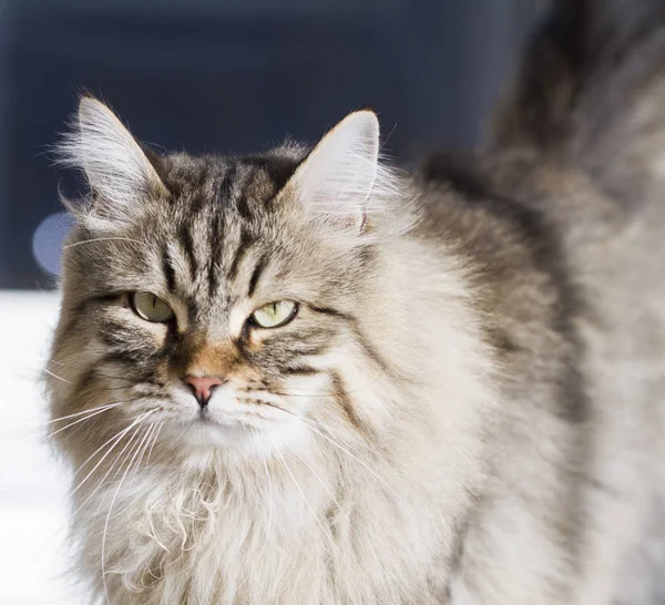 Braun gestromte Katze sibirischer Rasse im Garten — Stockfoto