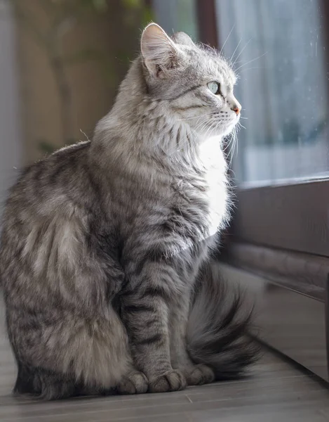 Bellezza gatto d'argento di razza siberiana alla finestra — Foto Stock