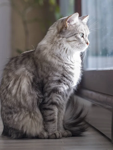 Belleza plata gato de siberiano crianza en la ventana —  Fotos de Stock